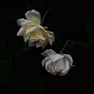 女生100%曝光率可以直接看
